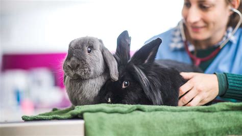 rabbit care information on caring for your rabbit from