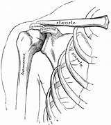 Shoulder Bones Anatomy Arm Clipart Hand Human Shoulders Clip System Coloring Pages Skeletal Drawings Body Sketch Etc Template Original Usf sketch template