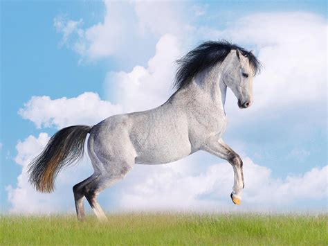 white horse desktop wallpapers hd    windows