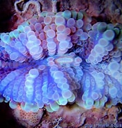 Afbeeldingsresultaten voor Corallimorpharia. Grootte: 176 x 185. Bron: www.aquaportail.com