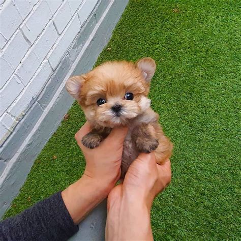 soonyi female teacup morkie mini teacup puppies