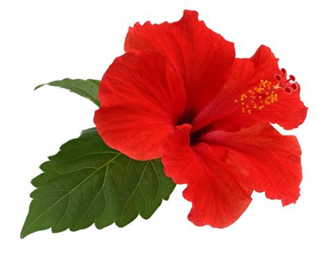 hibiscus  pictures