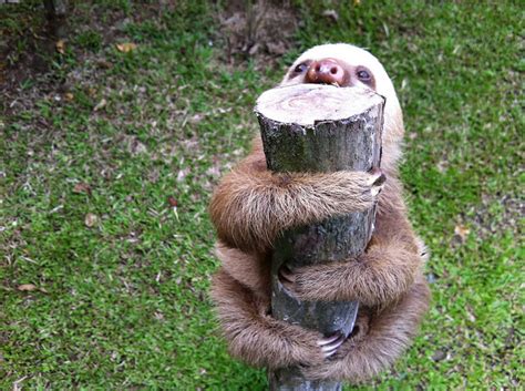adorable   prove  sloths    huggers thethings