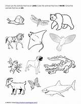 Reviewer Animal sketch template