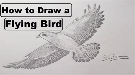 draw  flying bird youtube
