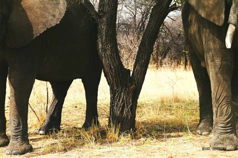chengeta safari lodge zimbabwe  wildlife sanctuary   km   capital making