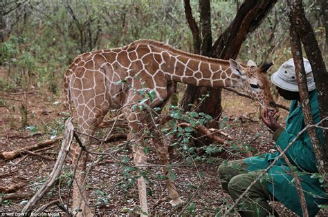 it will melt your heart video rescued giraffe kiko has formed a