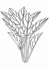 Spinach Coloring Plant Pages Plants Flowering Drawing Parts Color Colouring Kids Sheets Getcolorings Getdrawings Printable Popular sketch template