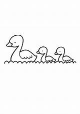 Entenfamilie Ausmalen Malvorlage Tiere Enten Canetons Visiter sketch template