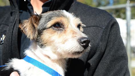 dogs ready  adoption  seaford animal cruelty case