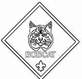 Coloring Bobcat Scouts Cub Boy Pages Coloriage Enregistrée Par Cubs sketch template