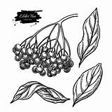 Elderberry Bacche Neri Tirato Braccio Botanico Mirtilli Foglie Sambucus Leaves Illustrazione sketch template