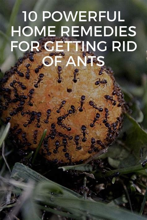 how to get rid of ants 10 powerful home remedies for getting rid of