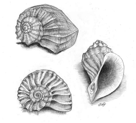 drawings  sea shells google search draw gcse art sketchbook sea drawing drawings