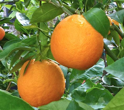growing sweet oranges citrus sinensis