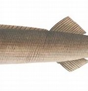 Afbeeldingsresultaten voor "tetragonurus Atlanticus". Grootte: 179 x 109. Bron: fishillust.com