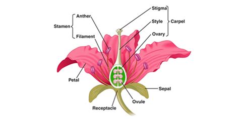 structure  functions  sepals  overview