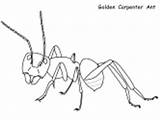 Ant Coloring Pages Carpenter Golden Ws sketch template