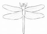 Dragonfly Coloring Coloringpagez sketch template