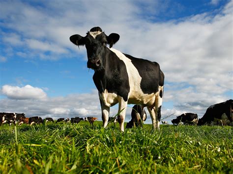 scientists invent grass  reduces dangerous methane emissions  flatulent cows