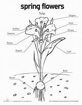 Tulip Diagram Coloring Plant Flower Science Worksheets Worksheet Parts Education Nature Anatomy Labeled Kids Spring Tulips Pages Plants Teaching Choose sketch template