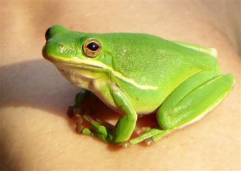 green tree frog picslearning