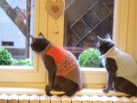 modèle tricot pull pour chat animaux pinterest tricot tricot chat et patron tricot