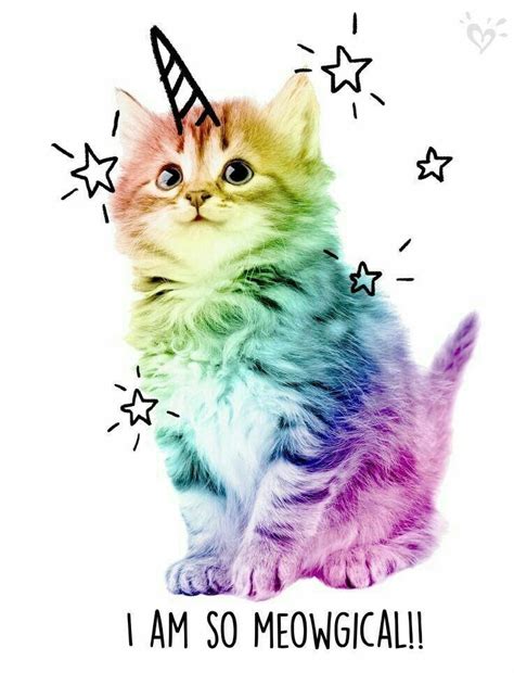 unicorn kitten catsandkittens unicorn cat cute animals crazy cats