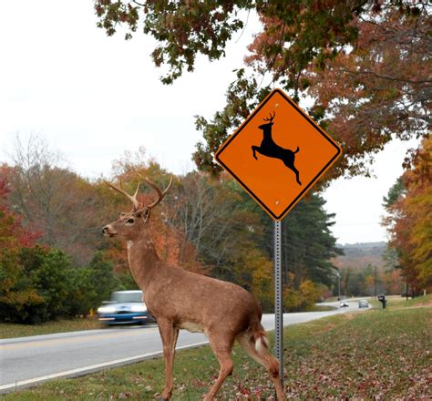 Deer In The Headlights 6 Tips To Avoid An Accident With