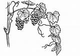 Grape Roses sketch template