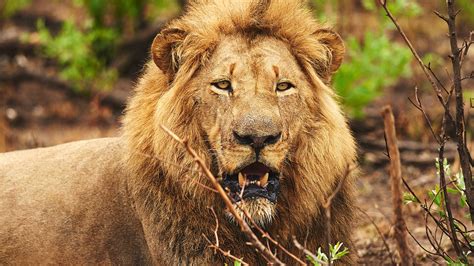 lion  west africa  critically endangered bonko zoo