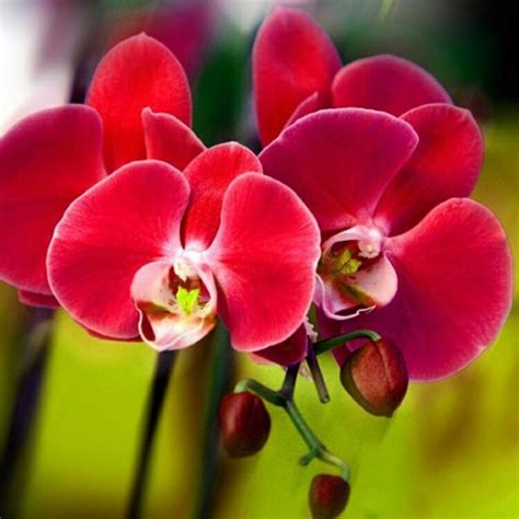 orquideas phalaenopsis varias cores   em mercado livre