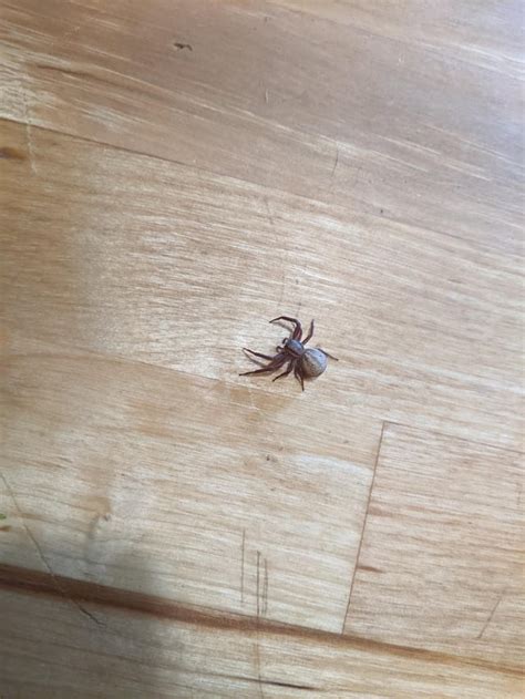 anyone know what type of spider this is spiders