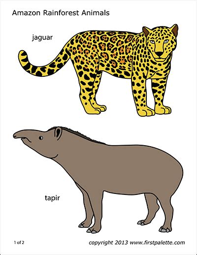 african jungle  rainforest animals  printable templates