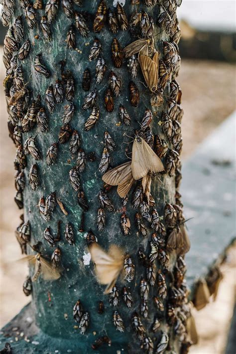 experts reassuring as thousands of oak moths swarm oakland park trees