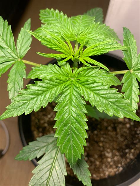 young wrinkled leaves pointing  grasscity forums   marijuana community