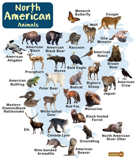 top  north american animals   kien thuc cho nguoi lao dong