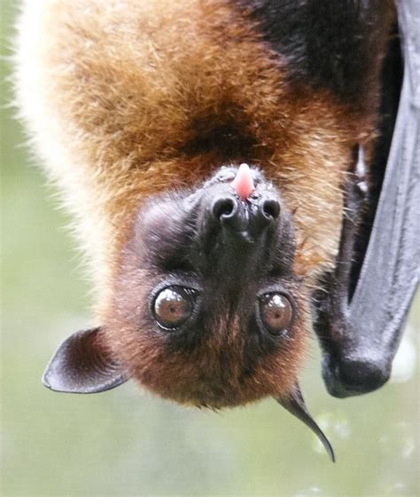 large  malayan flying fox  fascinating bat  asia hubpages