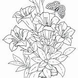 Flori Colorat Cu Desene Planse Plante sketch template