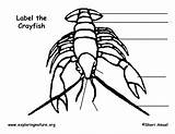 Labeling Crayfish Exploringnature sketch template