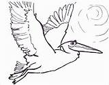 Pelican Flying Coloring sketch template