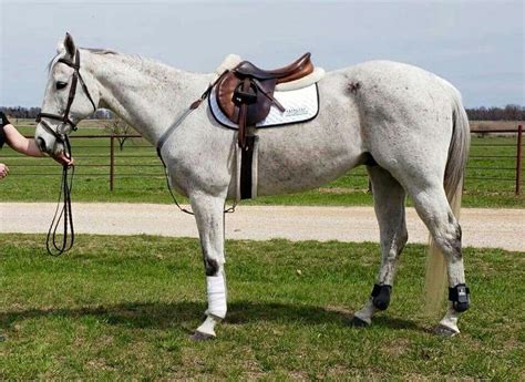 pin   dream barn   tacked  horses grey horse horse heart