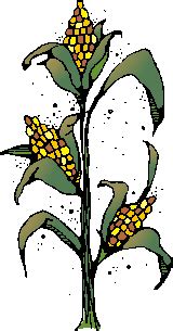 corn stalk clip art corn stalk clipart clipartlook