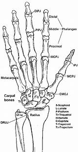 Bones Anatomy Wrist Forearm sketch template