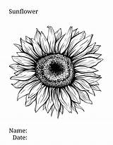 Sunflower Coloring Sublimation Utdragen Getrokken Inkt Tinten Wildflower Vektor Manages Mamasmusthaves sketch template