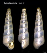 Afbeeldingsresultaten voor "eulimella Acicula". Grootte: 166 x 185. Bron: www.verderealta.it