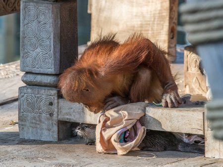 pals orangutan family befriends otter crew  adorable zoo  national