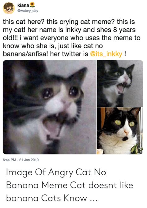 Kiana This Cat Here This Crying Cat Meme This Is My Cat