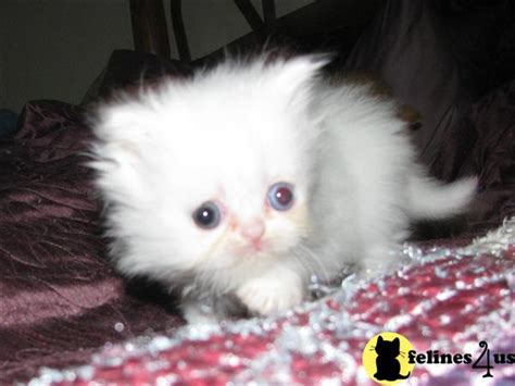 persian kitten  sale beautiful white teacuptoy persian kitten  yrs   mths