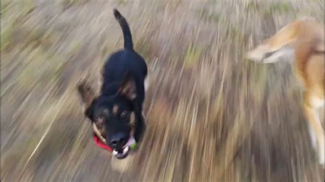 dog catches drone youtube